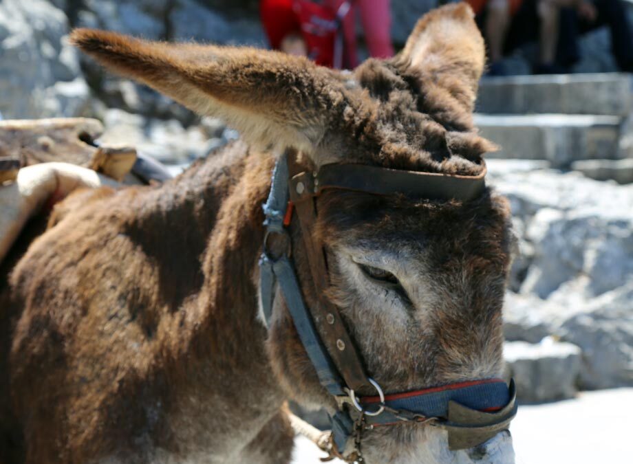 TwoInARowBlog_Donkey_Rhodes