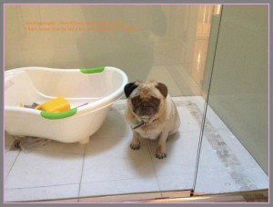 Doug the Pug stuck in the shower Two In A Row Blog Sue Collins