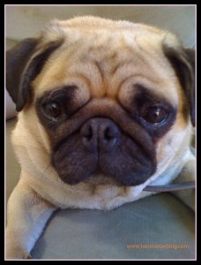 Two In A Row Blog Doug the pug 5 things worth cosidering before you get a family dog Sue Collins