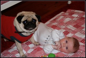 Doug the pug and Jack on a rug Two In A Row BLog Sue collins
