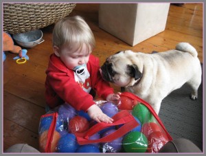 Doug the pug licking Jack Two In a row blog sue Collins