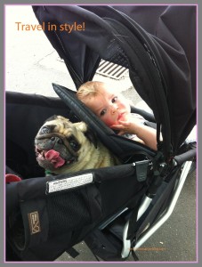 Travel in Style pug in a pram two in a row blog sue Collins